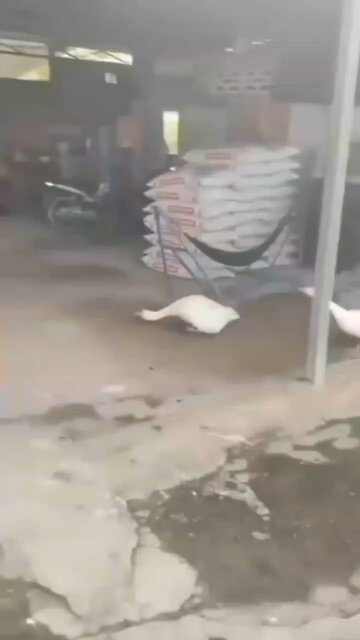 Funny animal videos 😂