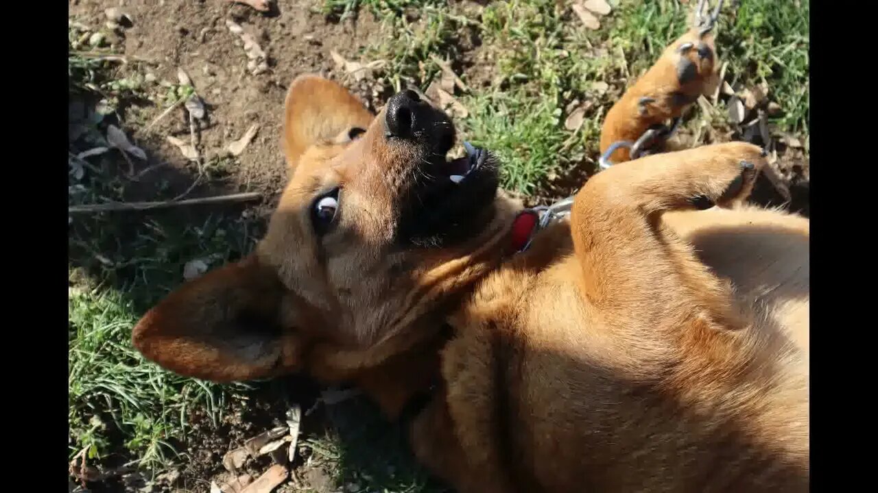 This Cute Small Dog on a Chain Has Become My Friend Pics