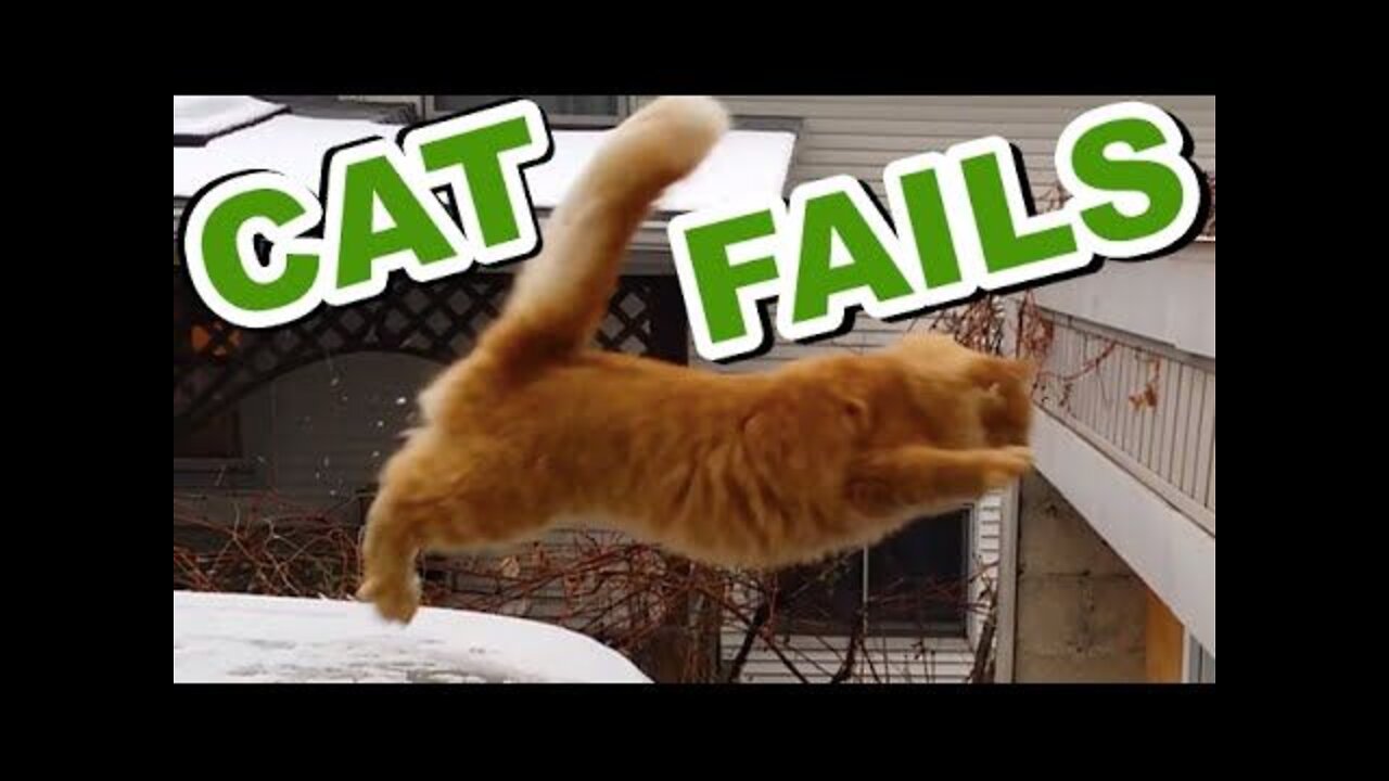 🦁 Funniest Animals 🐼 - Try Not To Laugh 🤣 - Funny Domestic And Wild Animals' Life