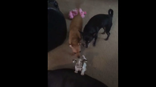 Fearless Chihuahua puppy plays with huge Mastiff mix