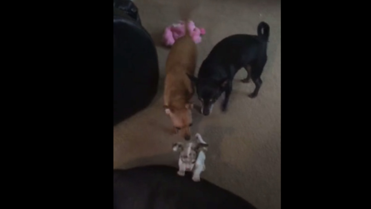 Fearless Chihuahua puppy plays with huge Mastiff mix