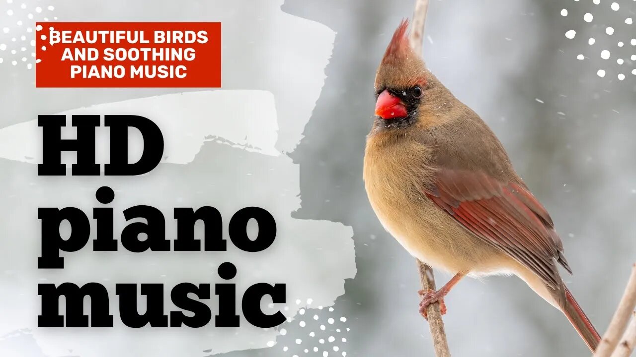 1 hour Beautiful Birds And Soothing Piano Music