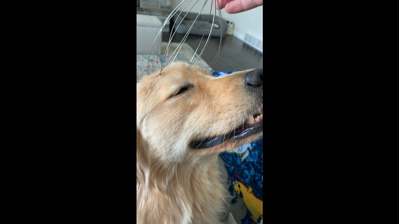 Golden Retriever gets Massage