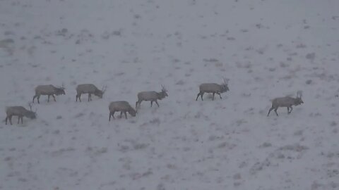 HOW MANY BULLS CAN YOU COUNT???