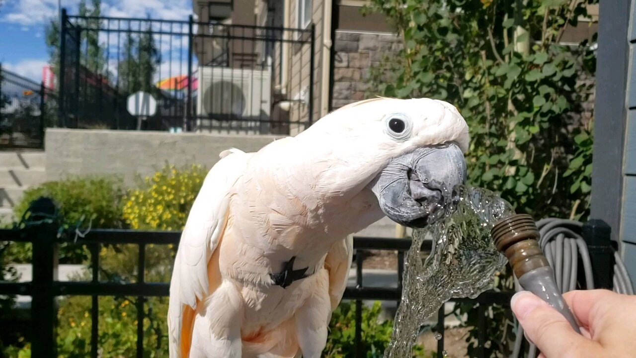 Cockatoo loves to play with water from the hose