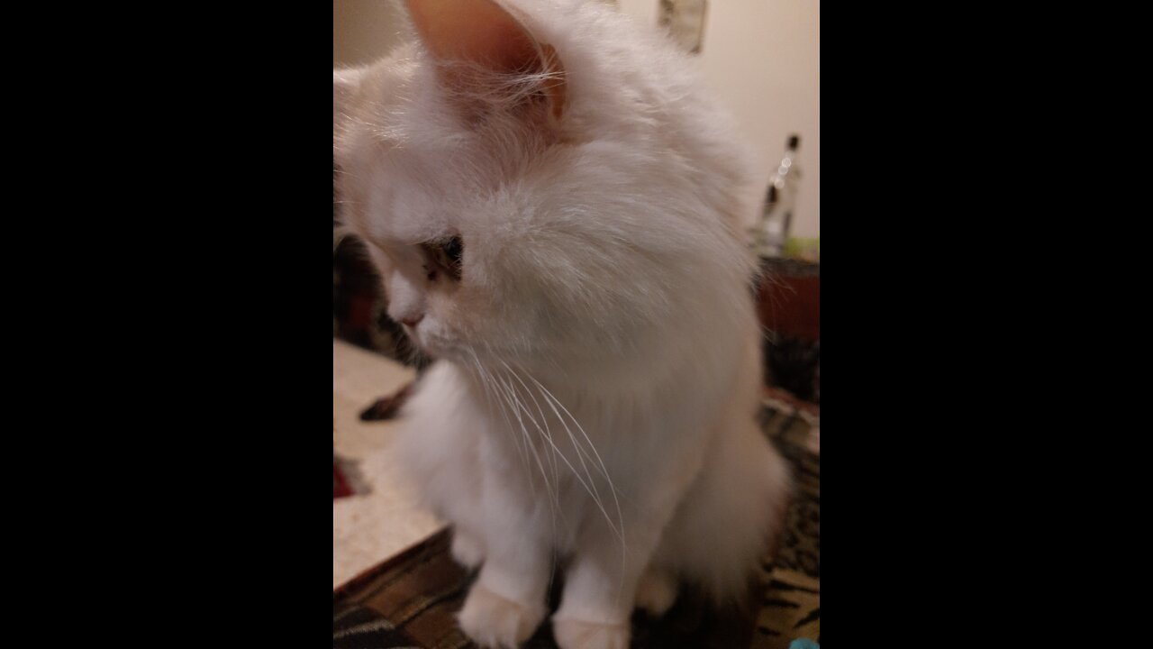Ice ,busy trying to get the treat