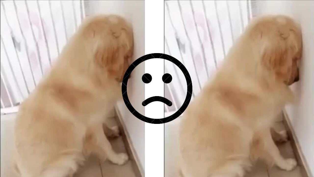 Adorable and funny golden retriever