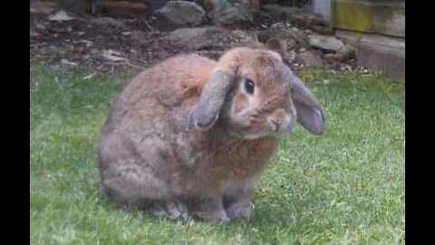 Lost rabbit follows guy back to his house