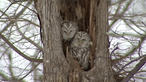 Barred Owl Strix varia