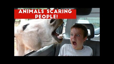 Funniest Animals Scaring People Reactions of 2018 Weekly Compilation | Funny Pet Videos