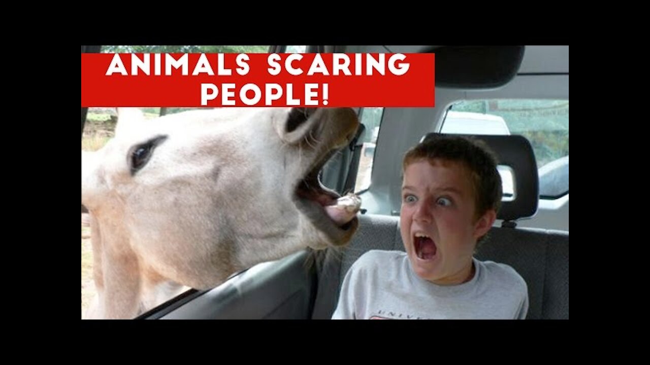 Funniest Animals Scaring People Reactions of 2018 Weekly Compilation | Funny Pet Videos