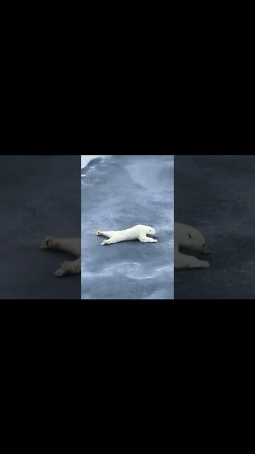 And for no reason, a Polar Bear Sneaking about