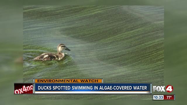 Green algae moves into North Fort Myers