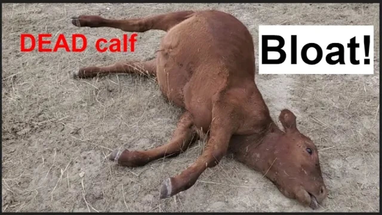 Unexpected DEATH | Bloat | Calf Eats Itself to Death