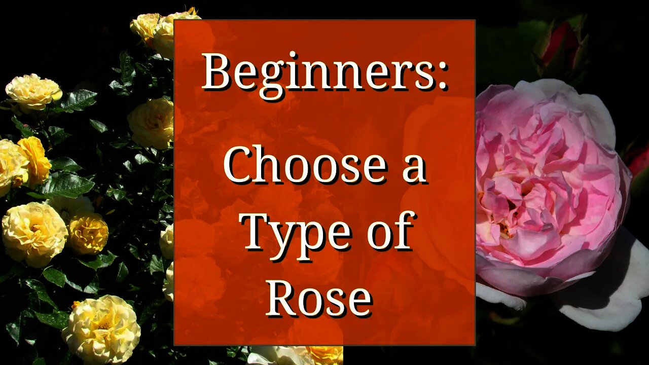 Types of Roses: Beginners Guide to Rose Varieties