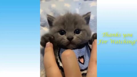 Funny And Cute Cat'S Life ,Cats And Owners Are The Best Friends Videos