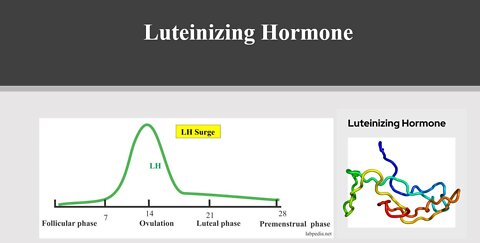 Luteinizing Hormone Explained - Levels, Testing, Herbs & Supplements