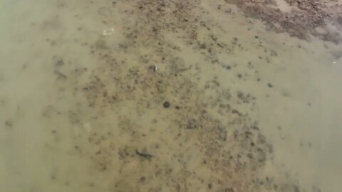 I Found The World's Deadliest Sea Creatures In Tide Pools-7