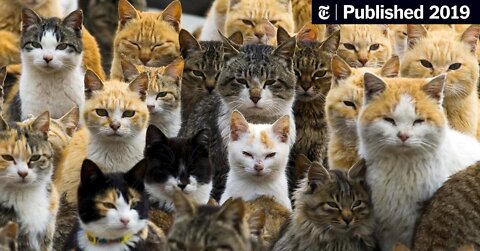 How to train a cat to come