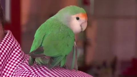 Business reunites man & pet bird after 2 years | Digital Short