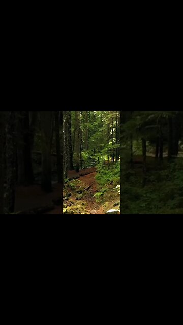 Beauty of Jungle 😍#jungle #beauty #nature #videography #shorts #viral #viralvideo