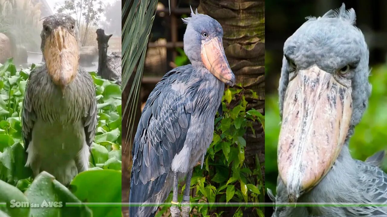 O Simpático SHOEBILL (Balaeniceps rex) | COMPILAÇÃO