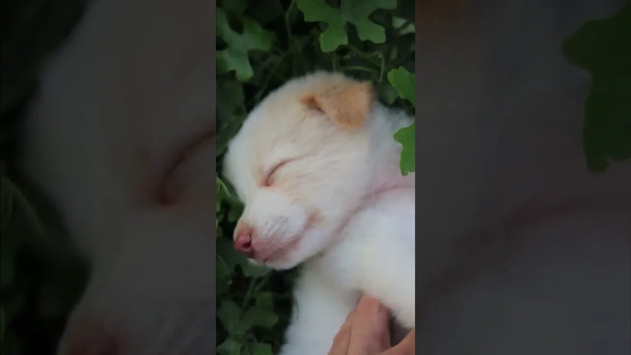 This Adorable puppy is living his best life!!