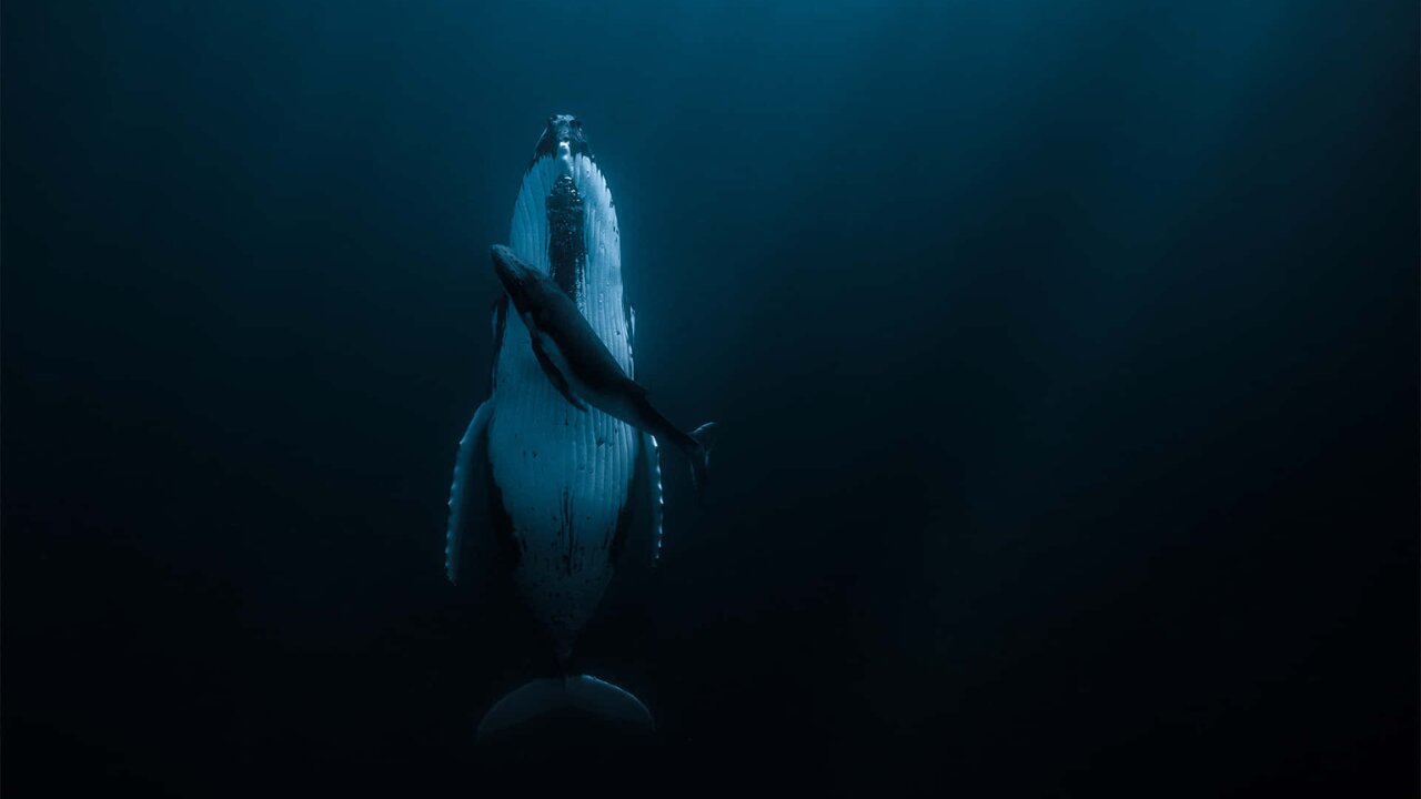 The Beauties of the sea