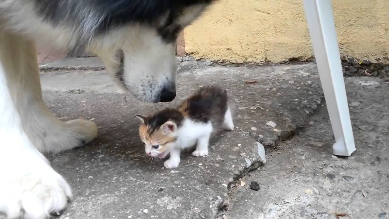 Dog afraid of kittens