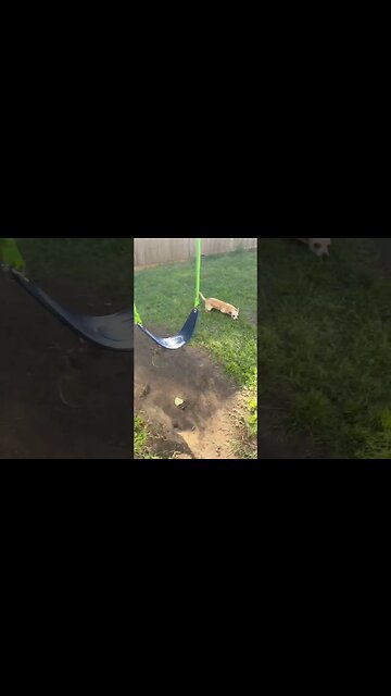 Too funny Camilla #chihuahuababy #chihuahuapuppy #funnyanimals #funnypuppyvideo #chihuahuafanatics