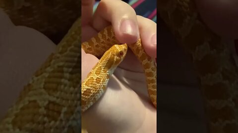 Duroc the Baby Albino Western Hognose Snake #shorts