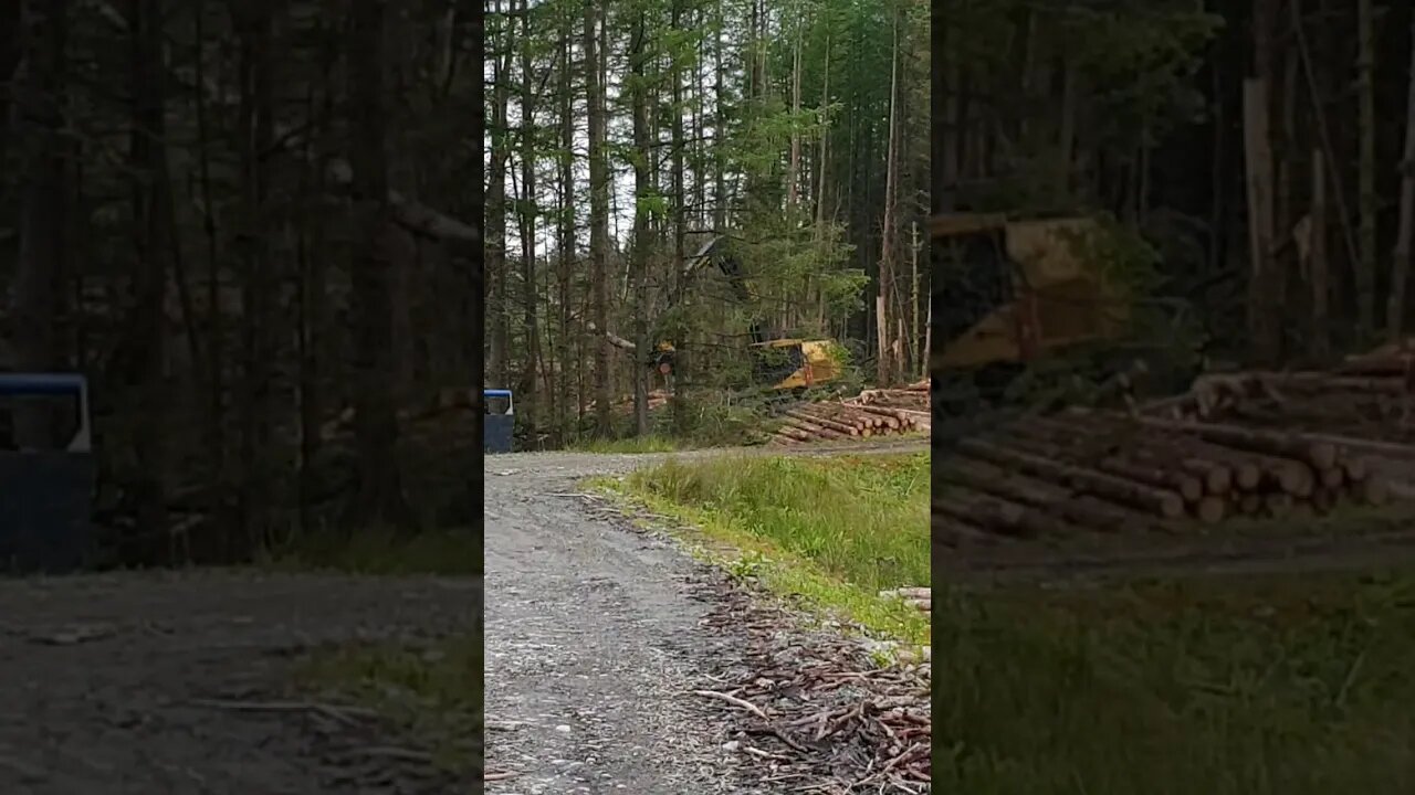 Feller Buncher cuts trees down Scotland