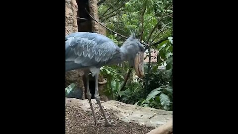 Bird doing funny things never seen like this before