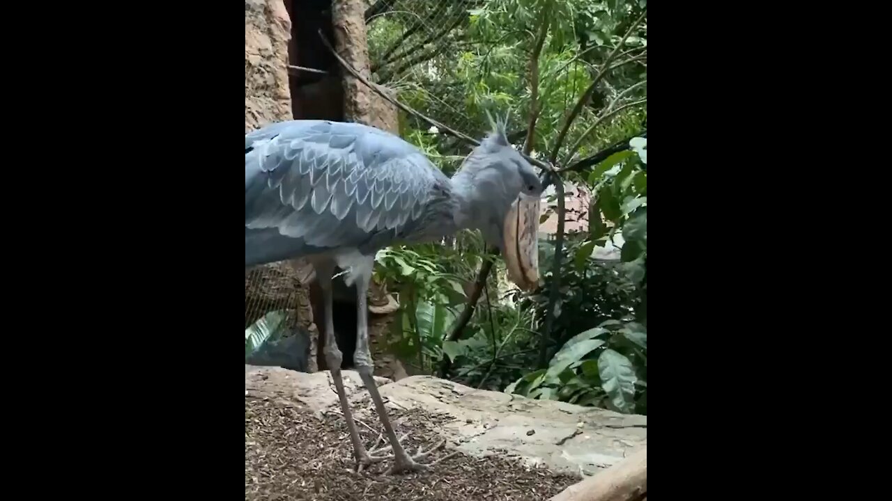 Bird doing funny things never seen like this before