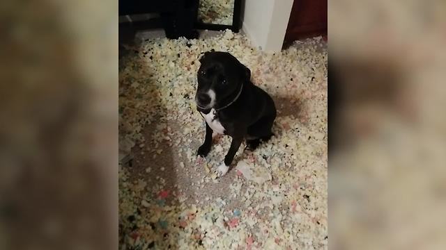 Hilarious Dog Makes The Ultimate Mess