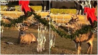 Ce cerf se cache dans les décorations de Noël