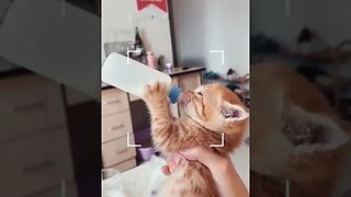 PLAYING CAT VIDEO MEAWWW