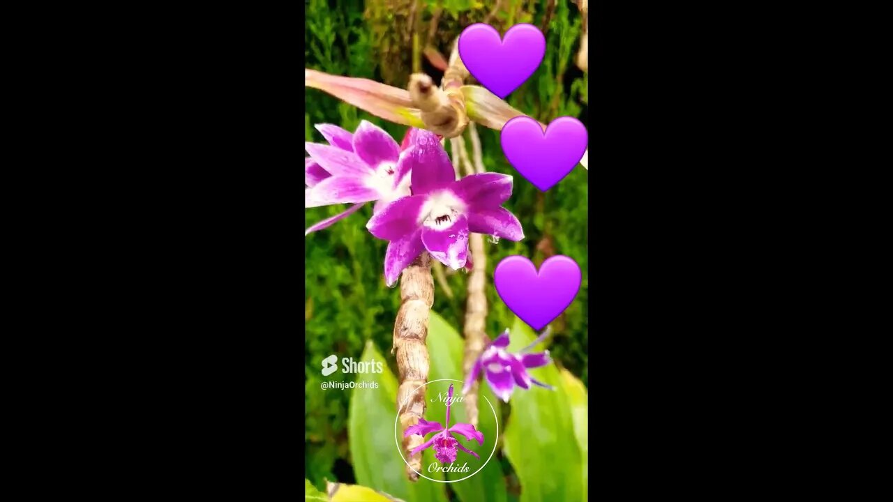 💜Dendrobium victoriae-reginae 💜after the rain🌧 #ninjaorchids #shorts