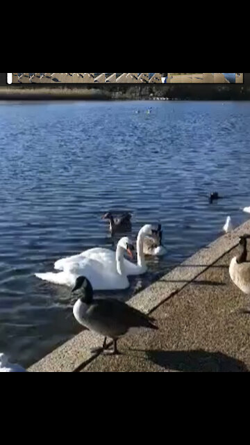 Birds in the lake ##birds_ #Flamingo_