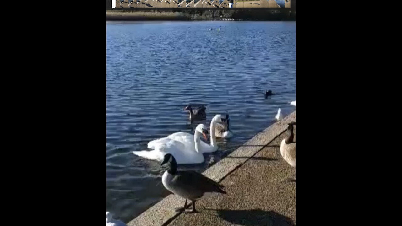 Birds in the lake ##birds_ #Flamingo_