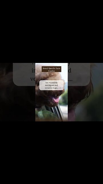 Amazing Facts about Poodles