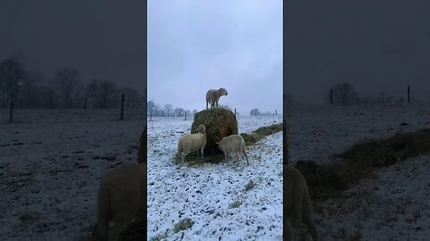 Naughty Sheep! #homestead #sheep #ram