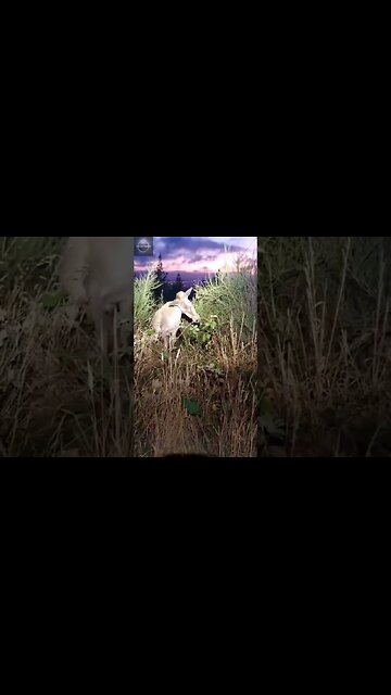 Exploring the Wonders of Wildlife: #shorts