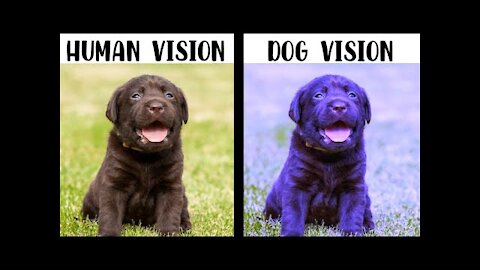 Can dogs see colours? | How dogs see the world?