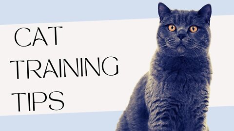 Basics Cat Training Tips