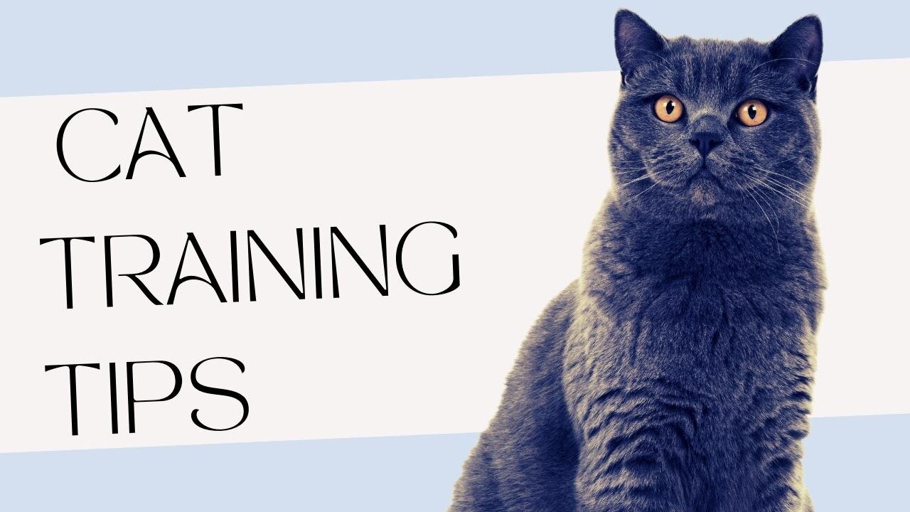 Basics Cat Training Tips