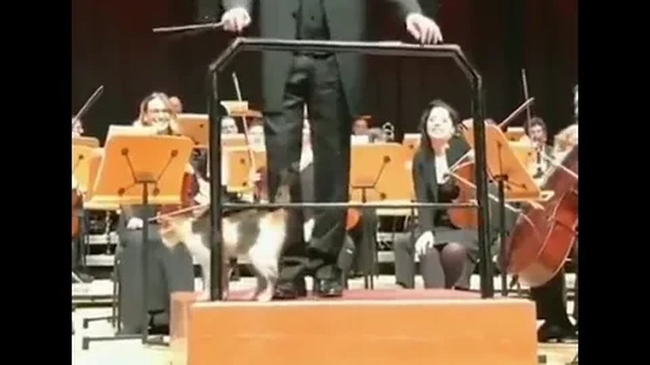 Un gato 🐱😺 secuela en una orquesta