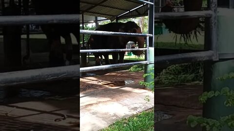 A elephant munching his leafy food. 🌿☘️🍀🌱