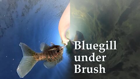 A Perfect First Cast... and then this happened