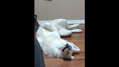 Learning Roll Over !